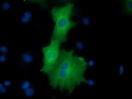 Monoclonal Mouse anti-Human ODC1 / Ornithine Decarboxylase Antibody (clone OTI1G1, IF, WB)