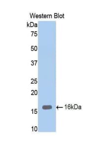 CD105 Antibody (aa336-450)