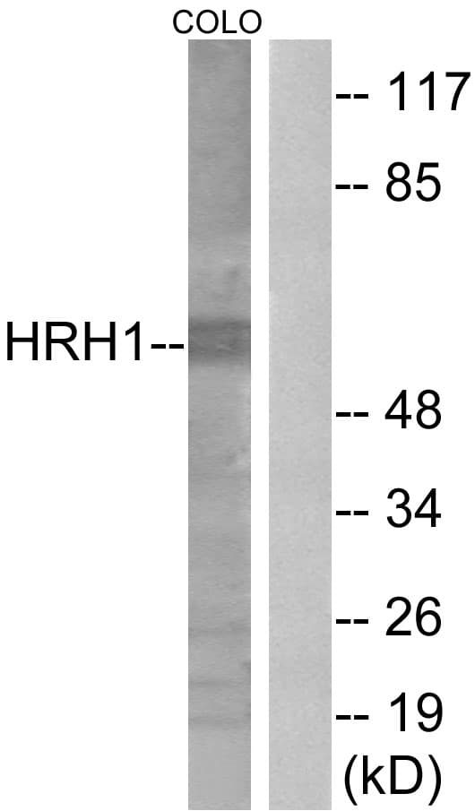 IHC-plus™ HRH1 / Histamine H1 Receptor Antibody (aa141-190)