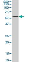 OXSR1 / OSR1 Antibody (clone 3A8)
