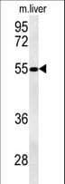 NIPAL3 / NPAL3 Antibody (aa45-74)