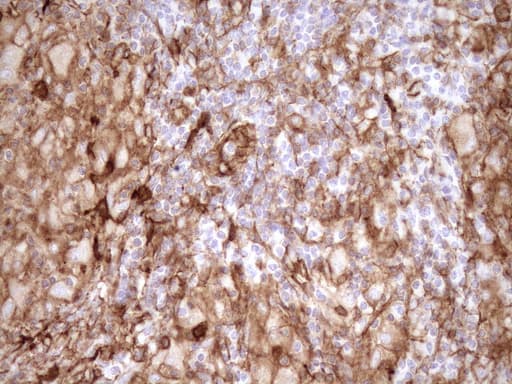 EPLIN Antibody (aa1-275, clone OTI7H8)