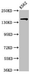 SIN3A Antibody (aa1-123)