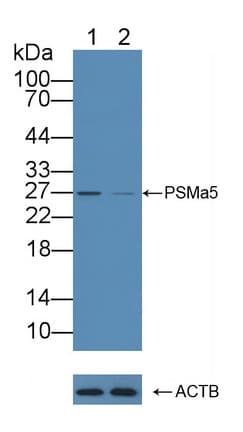 Polyclonal Rabbit anti-Human PSMA5 Antibody (aa1-241, WB)