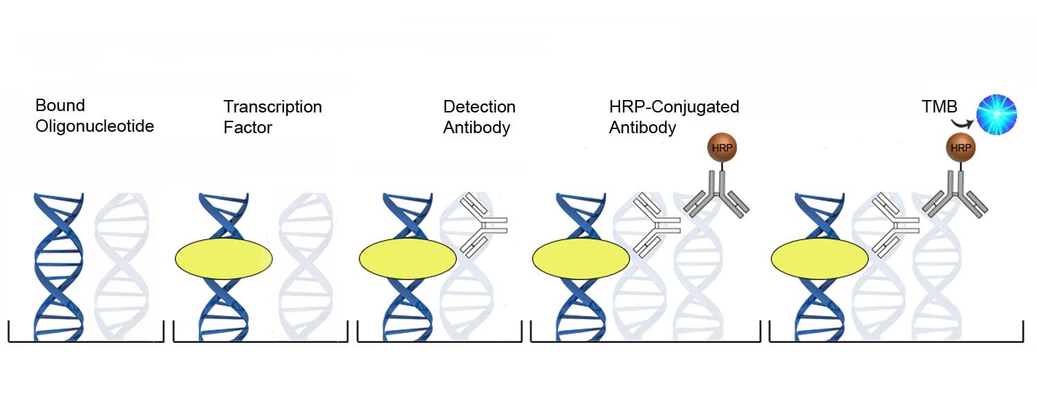 Mouse/Human SLC22A1 ELISA Kit (DNA-Binding ELISA)