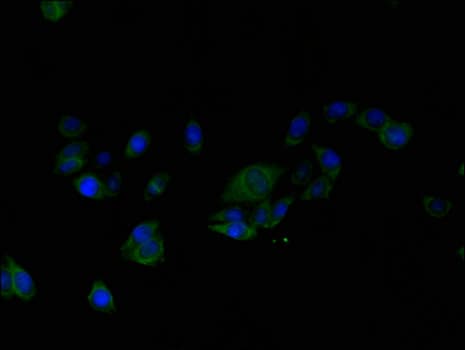 ALG2 Antibody