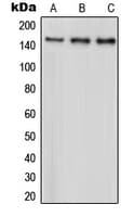 IHC-plus™ PARD3 Antibody (C-Terminus)