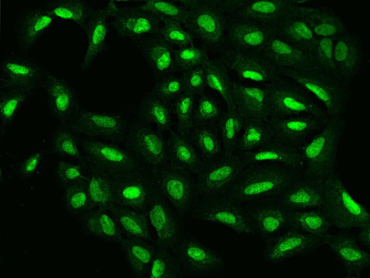 PPIG / Cyclophilin G Antibody
