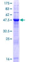 Human MOB2 Protein (Recombinant GST)
