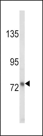 IHC-plus™ Polyclonal Rabbit anti-Human LF / LTF / Lactoferrin Antibody (IHC, WB)