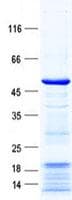 Human PNMA5 Protein (Recombinant His, N-Terminal)