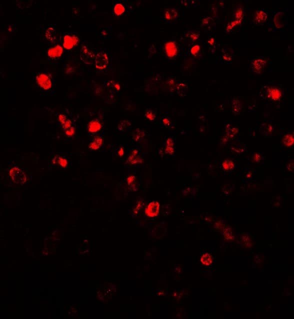 IHC-plus™ NOX4 Antibody
