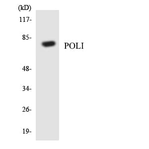 POLI Antibody (aa626-675)