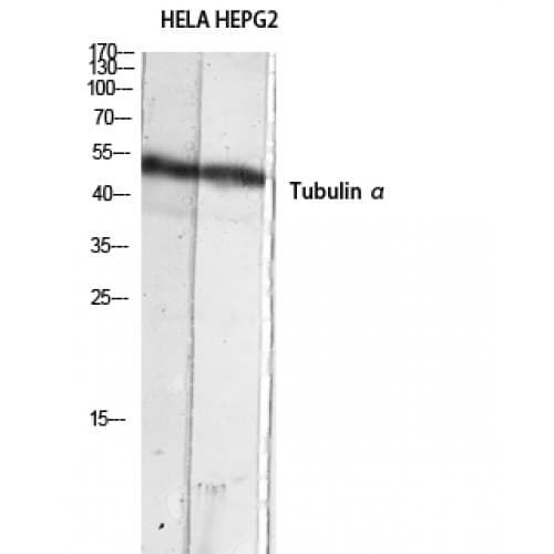 Polyclonal Rabbit anti-Human Alpha Tubulin Antibody (380-460 aa, C-terminal, IHC, IF, WB)