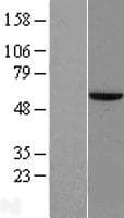Zfp105 / ZNF35 Protein (Over-Expression Lysate Myc-DDK (Flag))