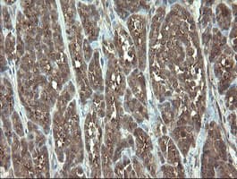 VBP1 Antibody (clone OTI1D1)