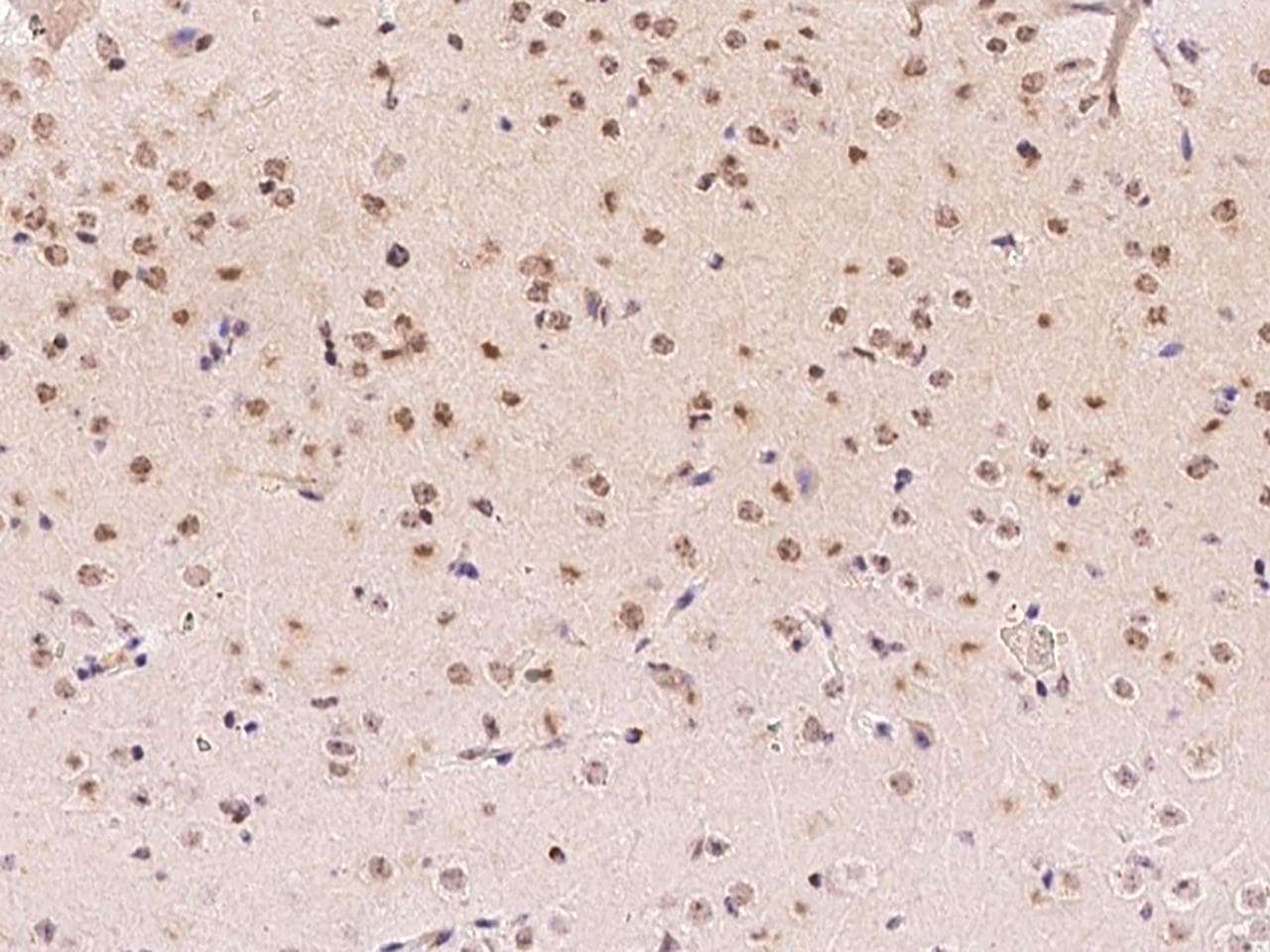 E2F6 Antibody (Preservative Free)