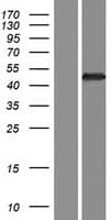 Human GNAT3 / Gustducin Protein (Over-Expression Lysate Myc-DDK (Flag))
