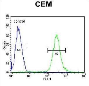 IHC-plus™ Polyclonal Rabbit anti-Human ATF7IP2 Antibody (aa318-347, IHC, WB)