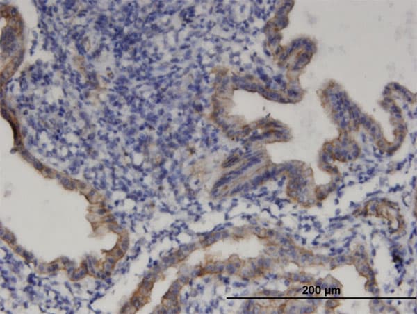PRODH Antibody (clone 3A9)