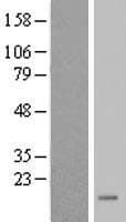 Human FKBP9 Protein (Over-Expression Lysate Myc-DDK (Flag))