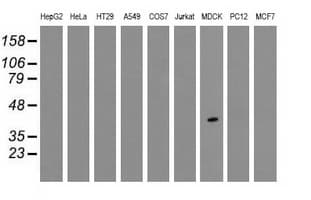 TPMT Antibody (clone OTI4C1)