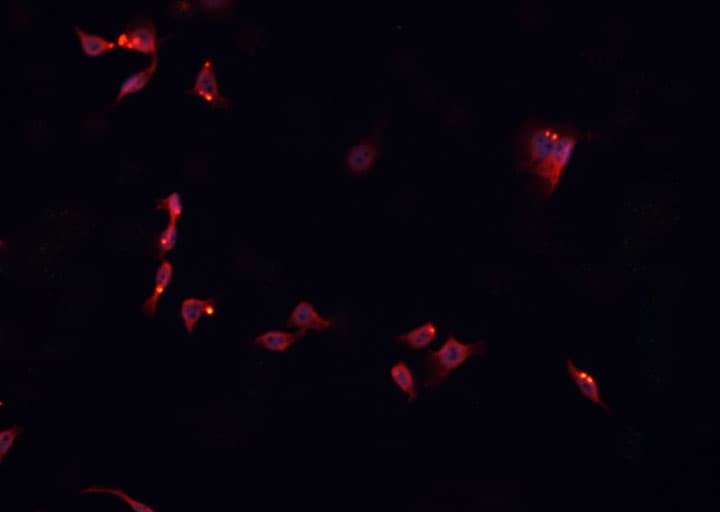 NKX6-3 Antibody