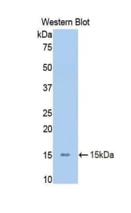 STAT5A Antibody (aa586-688)