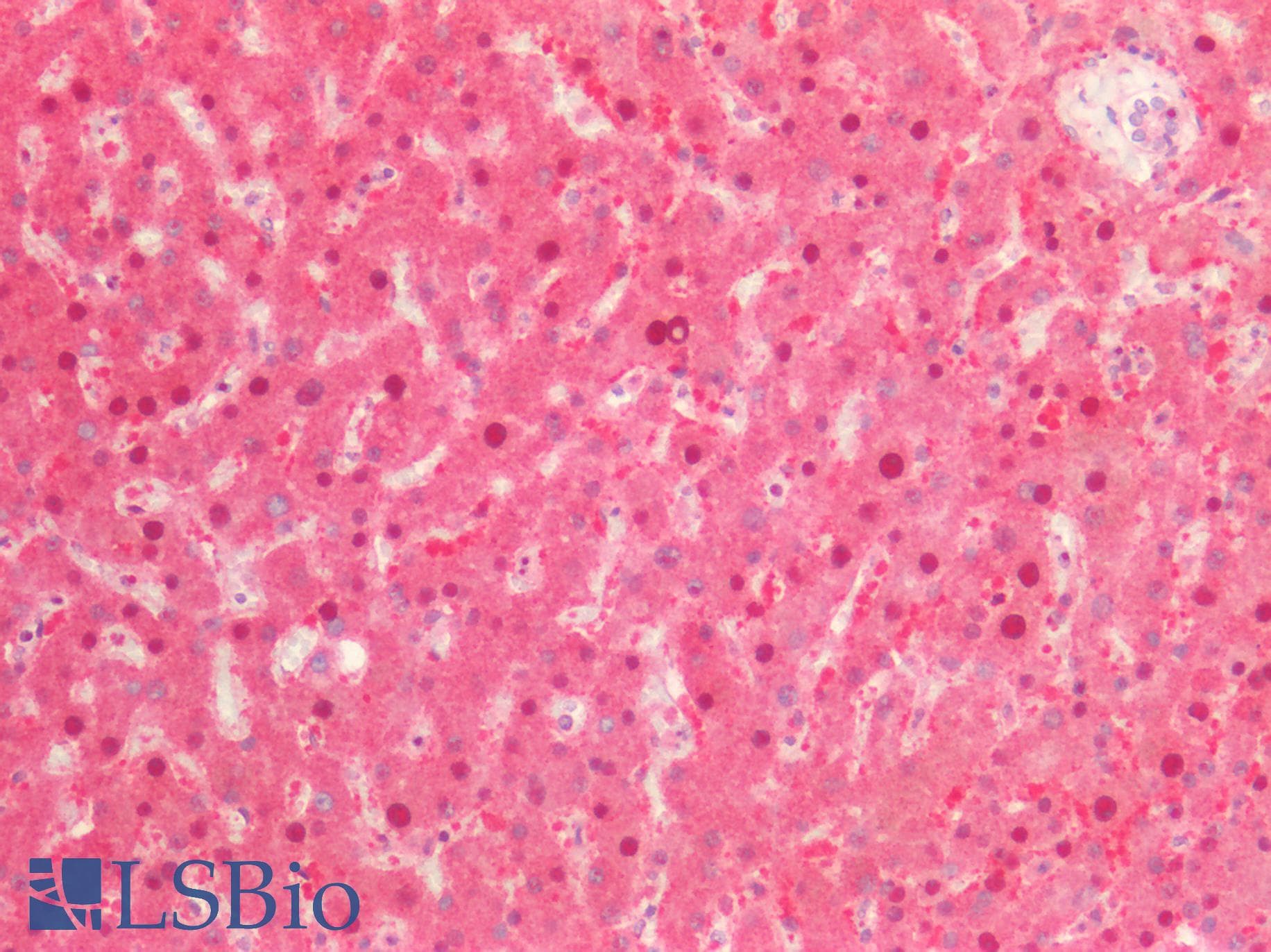 PathPlus™ STK11 / LKB1 Antibody