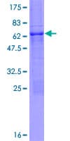 Human PCGF6 Protein (Recombinant GST)