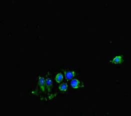 CDK7 Antibody