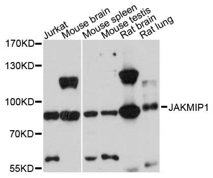 Polyclonal Rabbit anti-Human JAKMIP1 Antibody (WB)