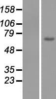 C1orf177 Protein (Over-Expression Lysate Myc-DDK (Flag))