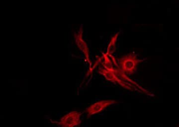 SFT2D2 Antibody