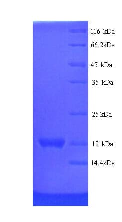 Rat REG3G Protein (Recombinant His)