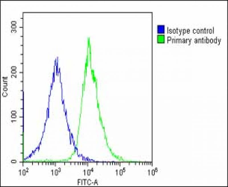MKS1 Antibody (N-Terminus)