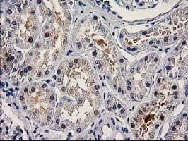 PNMA3 Antibody (clone OTI1C3)