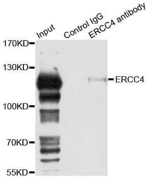 ERCC4 / XPF Antibody