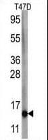 FAU / Fub1 Antibody (aa29-59)