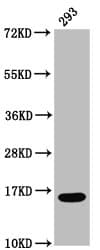 Polyclonal Rabbit anti-Human HIST1H3A Antibody (IHC, WB)
