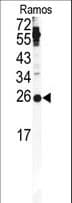 Securin / PTTG1 Antibody (aa16-45)