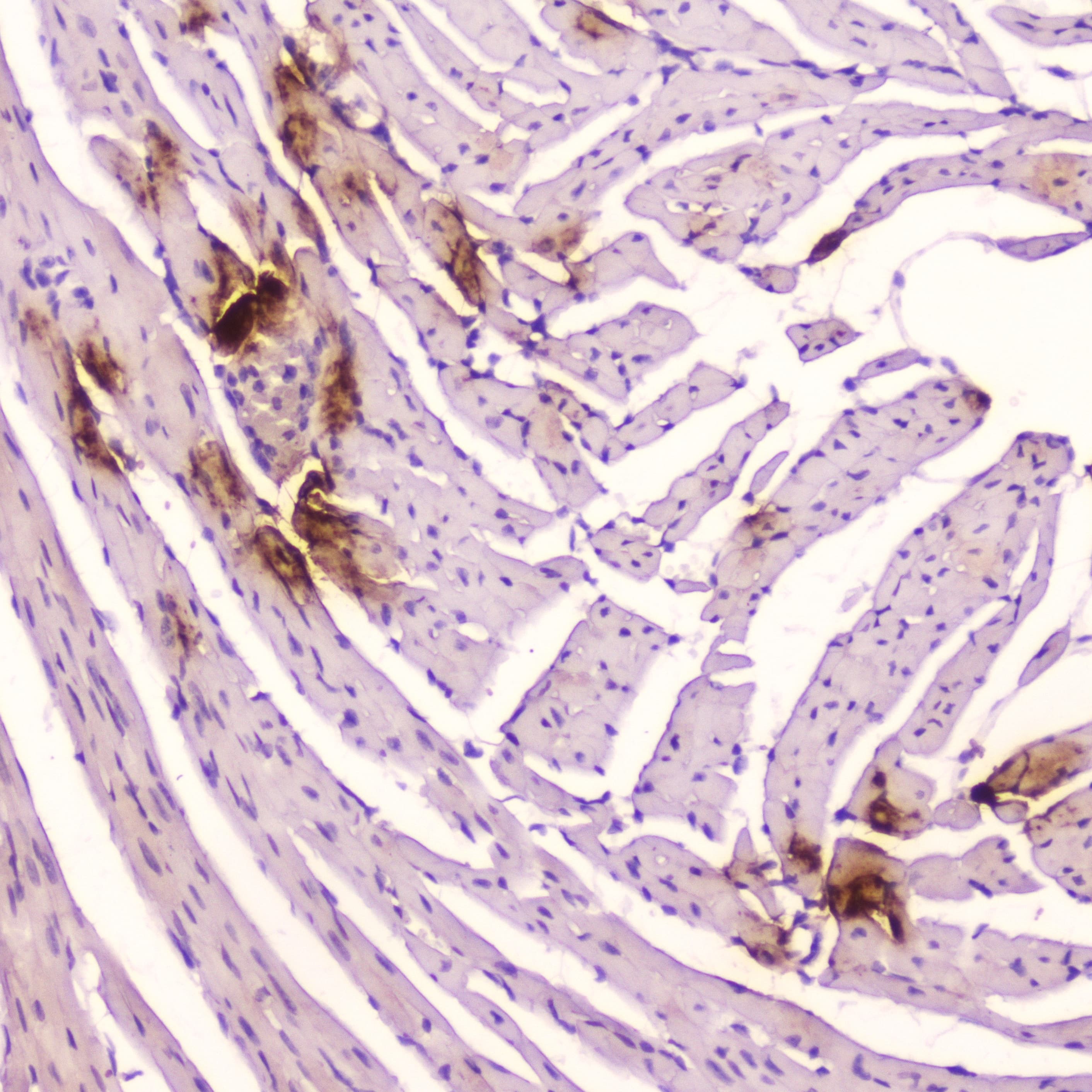 NPPA / ANP Antibody