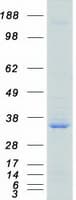 Human SRSF1 / SF2 Protein (Recombinant Myc-DDK (Flag))
