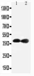 CDK7 Antibody (aa329-346)