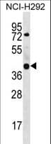 Polyclonal Rabbit anti-Human GTPBP10 Antibody (aa243-271, WB)