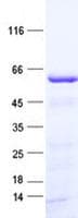 Human ATHL1 Protein (Recombinant His, N-Terminal)