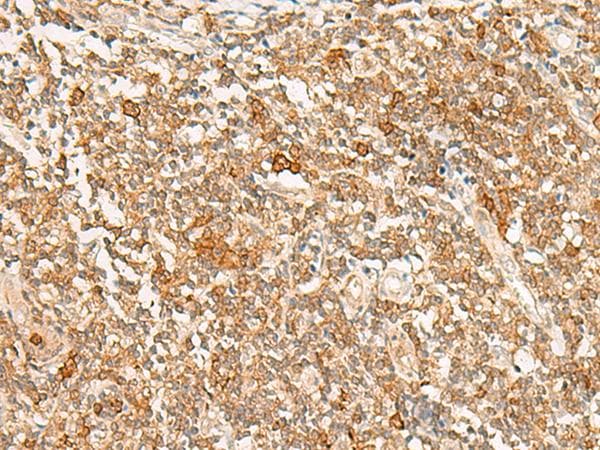 HN1 / ARM2 Antibody