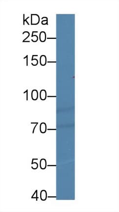 HIF1A / HIF1 Alpha Antibody (aa238-389)