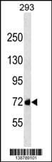 GG8L2 Antibody (aa 3-29, N-term)