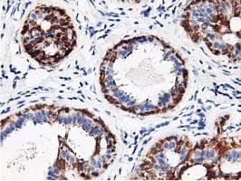 Monoclonal Mouse anti-Human RBBP7 / RbAp46 Antibody (clone OTI2D8, IHC, IF, WB)
